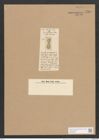 Surirella eucampyla Ehr. (de-Toni-Nr.: Genus 53, Species 2319) Zeichnungen Sammlung Grunow Nr. 4766 (NHMW-BOT-W0372887)